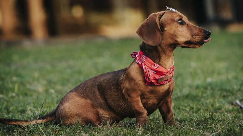 8) Dachshund (Salsicha) - curioso e brincalhão, cria um vínculo muito forte com a família.
