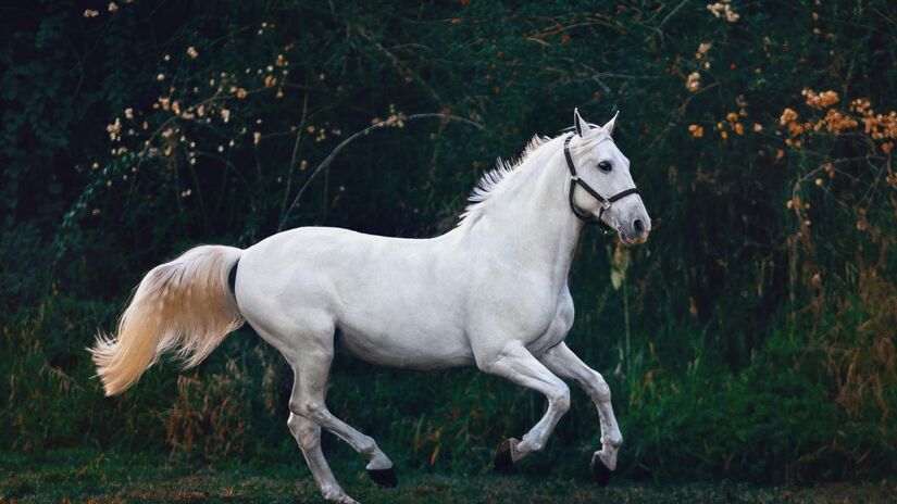 Cavalo: nascidas em 1966, 1978, 1990, 2002, 2014 - Pexels
