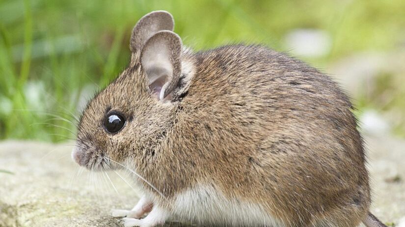 Ratos: nascidos em 1960, 1972, 1984, 1996, 2008, 2020 - Pexels