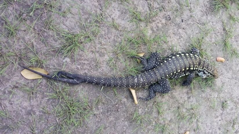  O teiú pertence ao gênero Tupinambis e está entre os maiores lagartos das Américas, podendo atingir até 2 metros de comprimento (Bruno Lourenço/Divulgação)