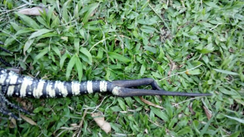 O nome científico do gênero Tupinambis é uma homenagem aos tupinambás, povo indígena que habitava o litoral brasileiro (Bruno Lourenço/Divulgação)