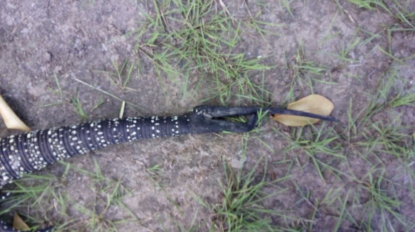 Esses répteis são diurnos, oportunistas e onívoros, alimentando-se de frutas, insetos, pequenos vertebrados e até carniça (Bruno Lourenço/Divulgação)