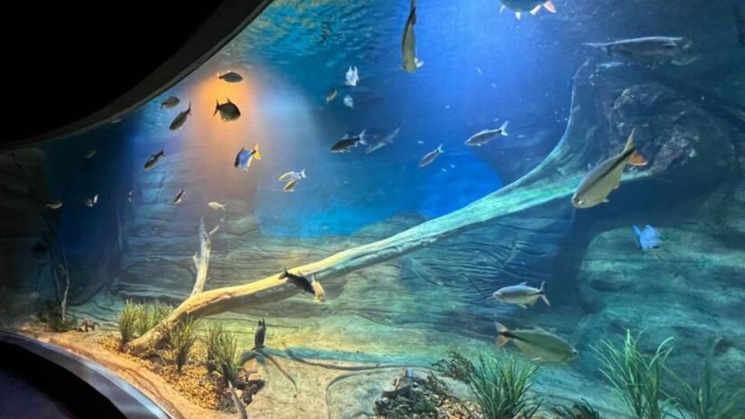 São 33 tanques que recriam ecossistemas aquáticos, representando ambientes do Pantanal, Amazônia, África, Oceania, Ásia e América Central / Bioparque Pantanal/Divulgação