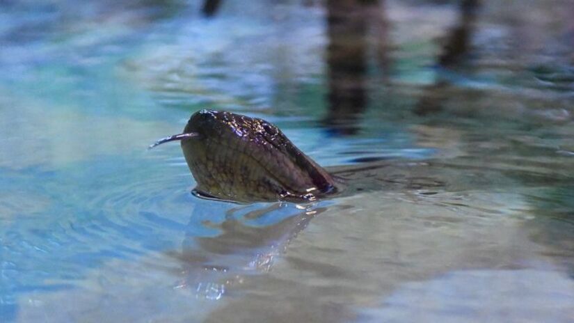 O Bioparque Pantanal foi inaugurado em 2022 e rapidamente se tornou um dos principais destinos turísticos e científicos do Brasil / Bioparque Pantanal/Divulgação
