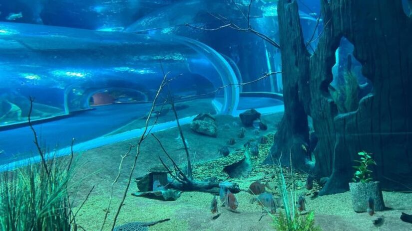Com 19 mil metros quadrados, o Bioparque abriga o maior aquário de água doce do mundo, com capacidade para mais de 5 milhões de metros cúbicos de água / Bioparque Pantanal/Divulgação