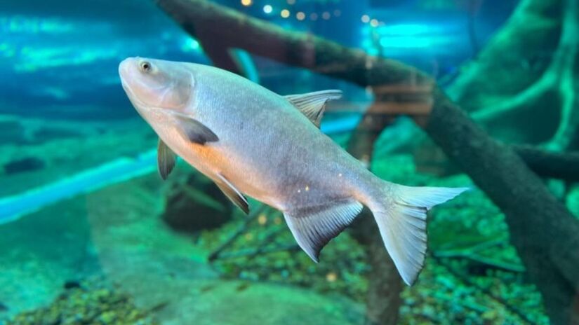 O Bioparque Pantanal é um destino imperdível para quem deseja conhecer a rica biodiversidade do Pantanal e aprender sobre a importância da conservação ambiental / Bioparque Pantanal/Divulgação