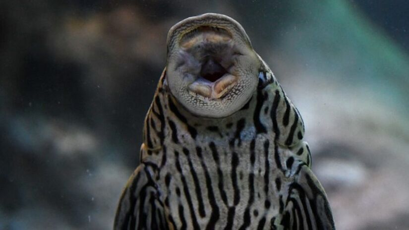 O Bioparque Pantanal recria ecossistemas inteiros em seus tanques, permitindo que visitantes conheçam a fauna e flora aquática de perto / Bioparque Pantanal/Divulgação