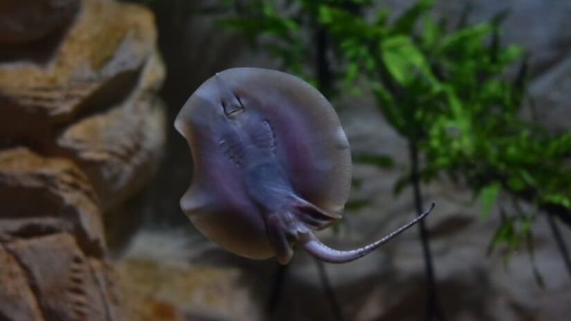 O complexo abriga 220 espécies de peixes, sendo 151 pantaneiras, 55 da Amazônia, 14 africanas e outras da Oceania, Ásia e América Central / Bioparque Pantanal/Divulgação