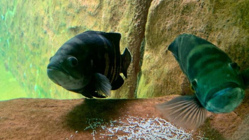 O Bioparque Pantanal é um exemplo de integração entre ciência, educação e turismo sustentável, atraindo visitantes de todo o mundo / Bioparque Pantanal/Divulgação