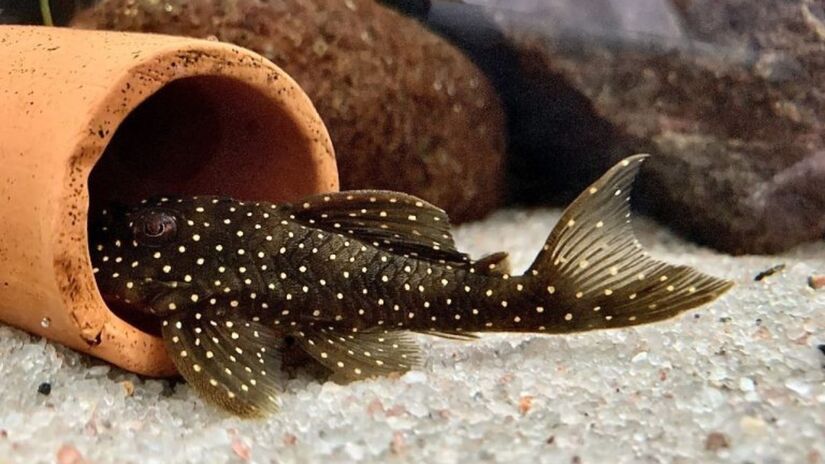 O Bioparque Pantanal é um exemplo de como a arquitetura pode dialogar com a natureza, criando espaços que respeitam e celebram o meio ambiente / Bioparque Pantanal/Divulgação