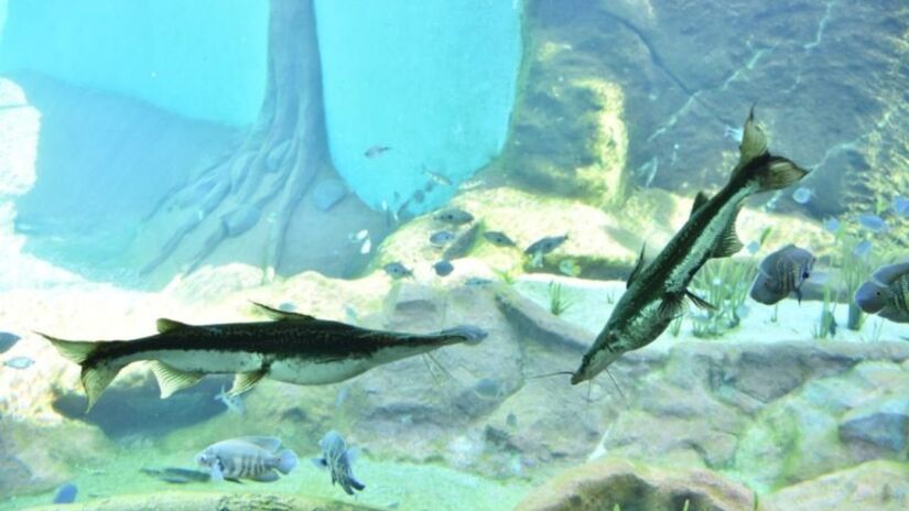 A arquitetura do Bioparque, assinada por Ruy Ohtake, reflete a identidade do Pantanal, com formas que evocam elementos naturais da região / Bioparque Pantanal/Divulgação