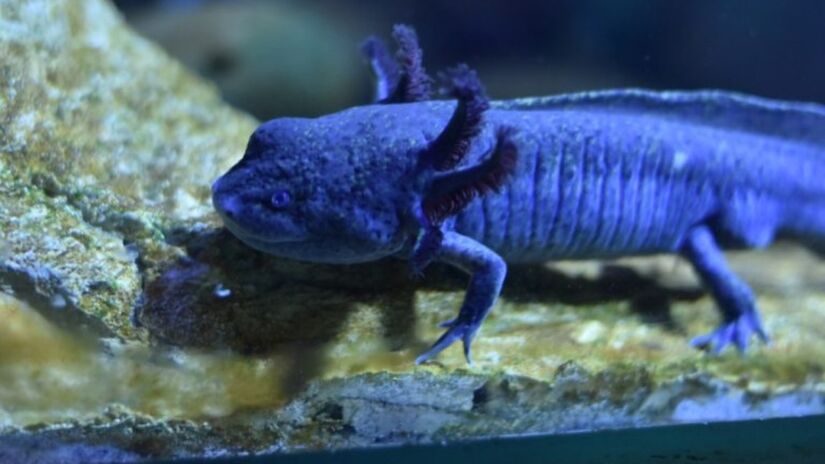 O complexo é um importante centro de pesquisa e conservação, contribuindo para o estudo e preservação da biodiversidade aquática / Bioparque Pantanal/Divulgação