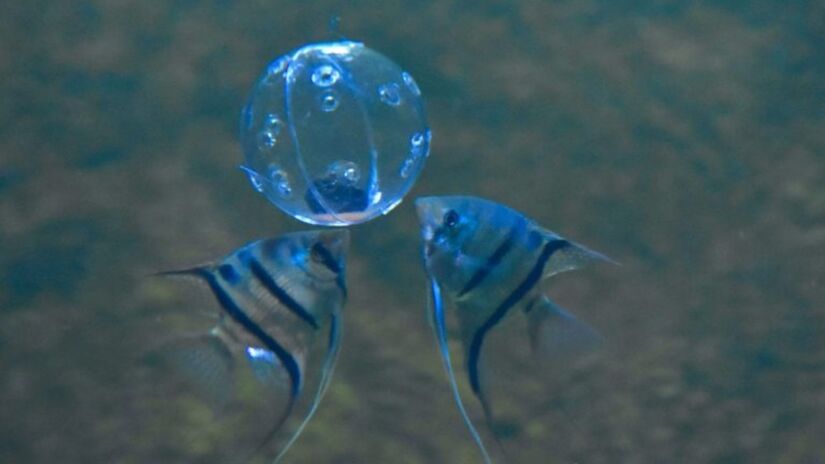 O Bioparque Pantanal oferece visitas guiadas, proporcionando aos visitantes uma experiência educativa e imersiva nos ecossistemas aquáticos / Bioparque Pantanal/Divulgação