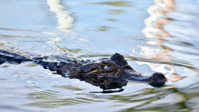 O Bioparque Pantanal é uma das maiores atrações ambientais do Brasil, destacando-se pela diversidade de espécies e pela qualidade de suas instalações / Bioparque Pantanal/Divulgação