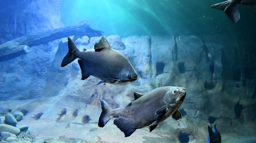 O Bioparque Pantanal promove ações de educação ambiental, sensibilizando o público sobre a importância da conservação dos ecossistemas aquáticos / Bioparque Pantanal/Divulgação