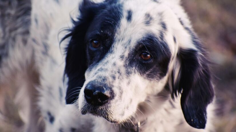 Estresse e ansiedade podem causar insônia em cães/Pexels