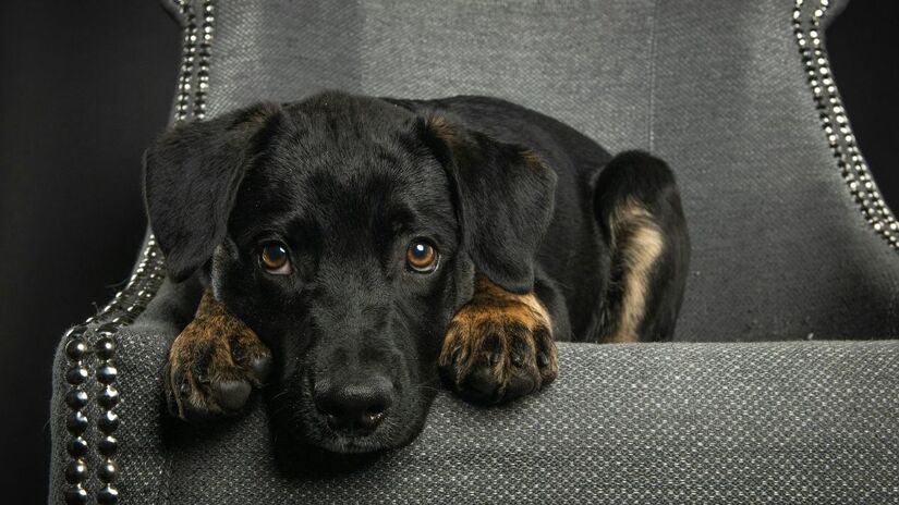 Pesadelos são comuns, e o ideal é acordar o pet com cuidado/Pexels