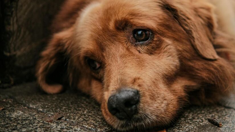 Estudos ligam a demência canina aos distúrbios de sono/Pexels