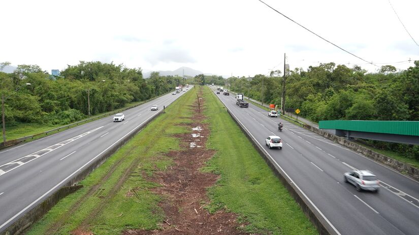 Sansão do Campo não é uma espécie nativa da Mata Atlântica, o que significa que sua retirada não causa impacto ambiental ao bioma da região (Renan Lousada/DL)