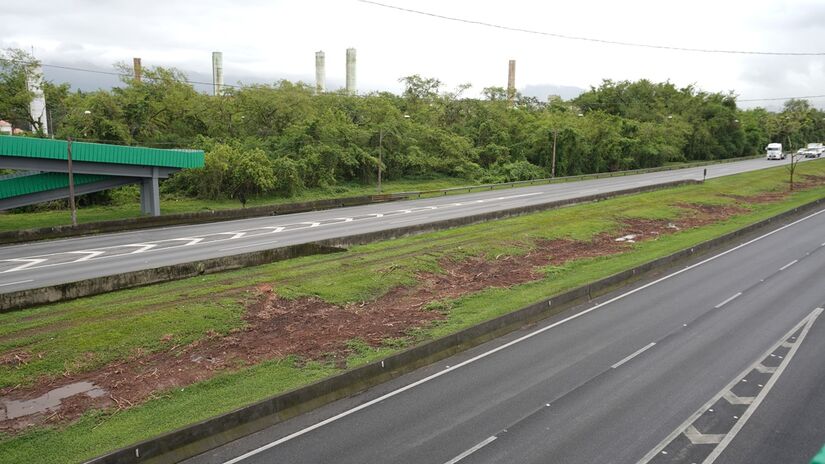 Sansão do Campo não é uma espécie nativa da Mata Atlântica, o que significa que sua retirada não causa impacto ambiental ao bioma da região (Renan Lousada/DL)