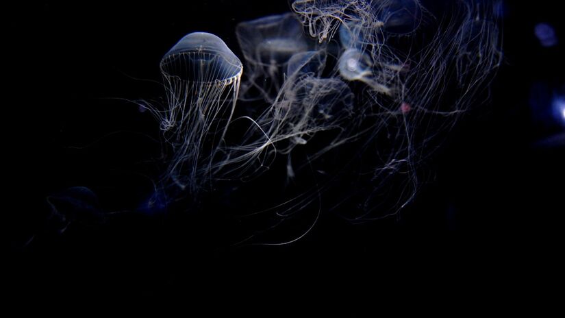 A descoberta revela o quanto o fundo do mar é um ambiente ainda desconhecido / Pixabay