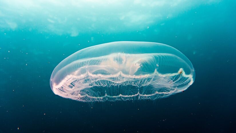 As correntes oceânicas profundas desempenham papel essencial no equilíbrio climático do planeta / Pixabay