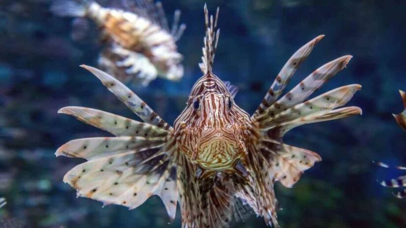 O temido peixe-leão também é considerado invasor no mar brasileiro/SEAS