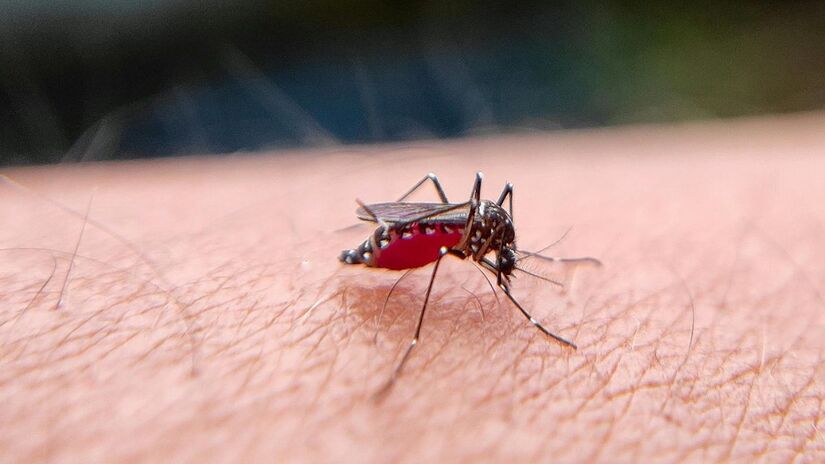 O Aedes aegypti se adapta ao ambiente urbano/Pexels