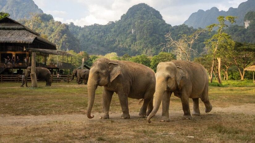 No coração da floresta tropical, os hóspedes interagem eticamente com elefantes em um ambiente sustentável/ Divulgação Elephant Hills 