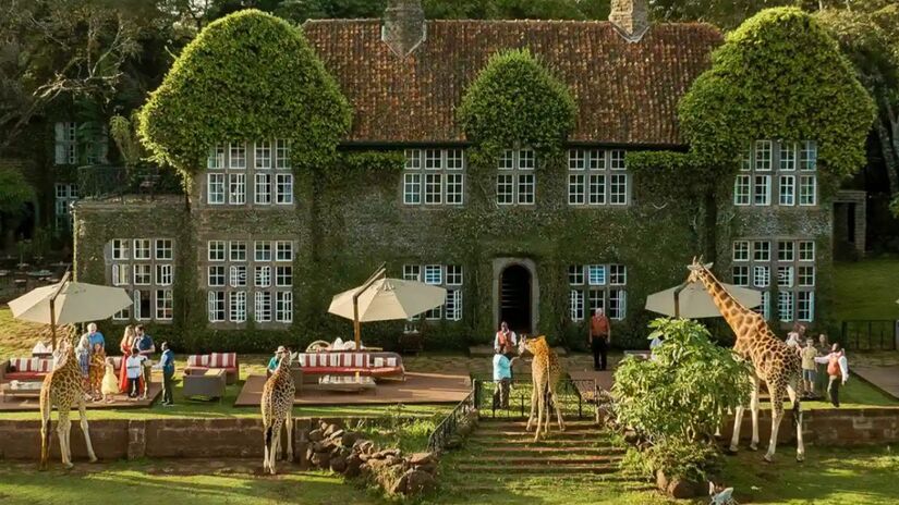 Ícone do turismo de luxo africano, onde girafas interagem livremente com os hóspedes durante o café da manhã/ Divulgação Giraffe Manor 