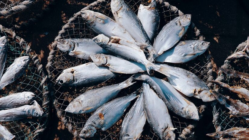 Peixes como fortalecem o sistema imunológico e combatem inflamações / Pixabay