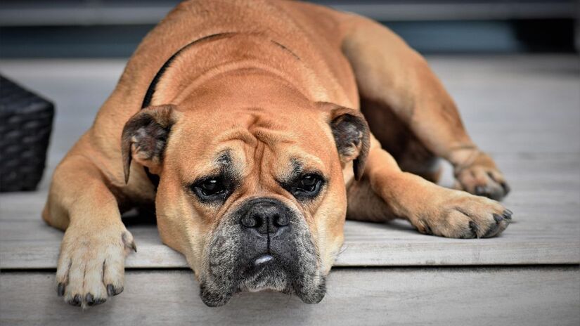 Lei exige laudo veterinário, vacinação e microchip para cada animal/Pixabay