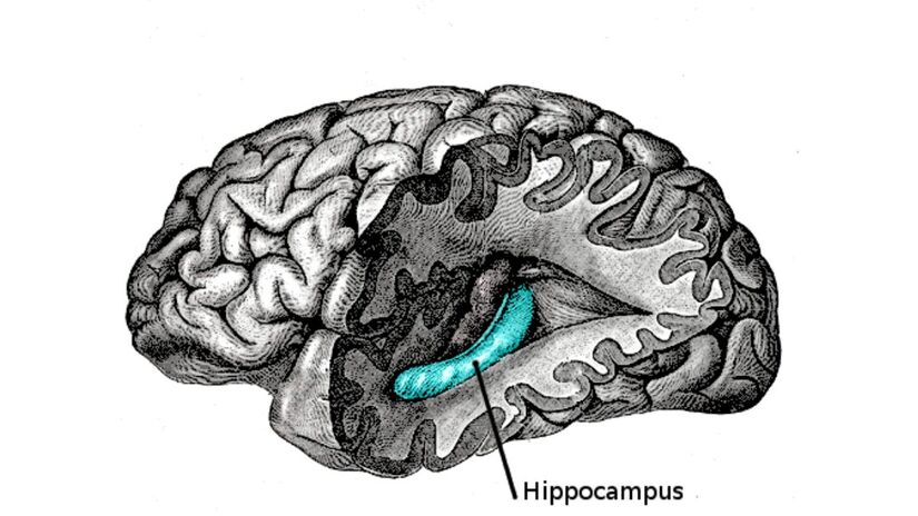 O hipocampo é o responsável pelo aprendizado, a memória de curto e longo prazo, a memória visoespacial, a que ajuda a lembrar a posição do corpo em relação a objetos próximos. A memória verbal, para lembrar as palavras certas a serem ditas e a declarativa que é a lembrança de fatos ou experiências/ Henry Vandyke Carter/Domínio Público
