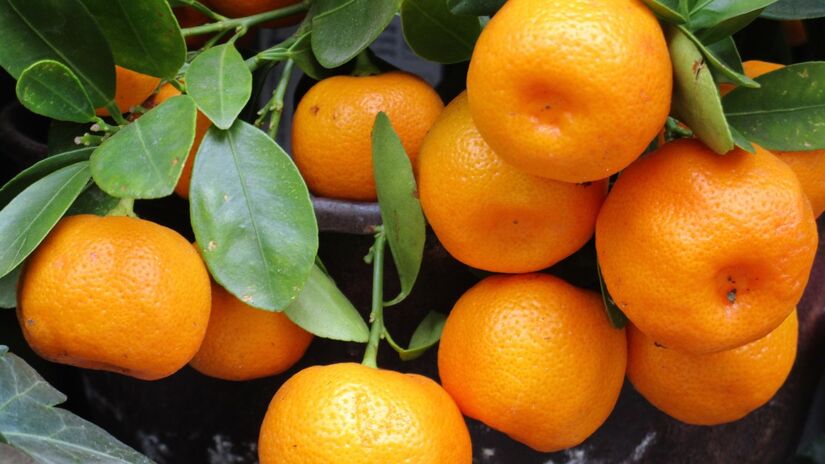 Refrescante e fácil de descascar, é perfeita para lanches rápidos e saudáveis / Pixabay