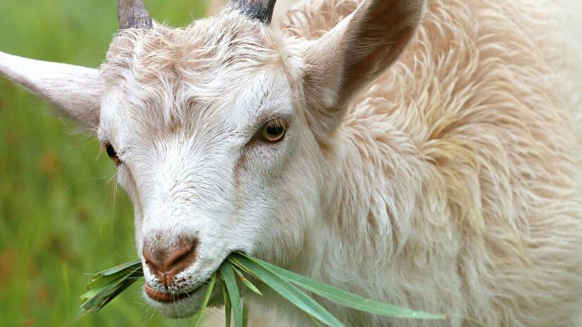 Modelo de inteligência artificial reconhece tons emocionais em porcos, vacas e cabras, com base em frequência e tonalidade dos sons/Pexels