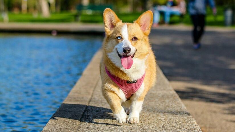 Estudos apontam que mudanças sutis nos latidos e expressões faciais dos cães revelam medo, alegria e até excitação/Pexels