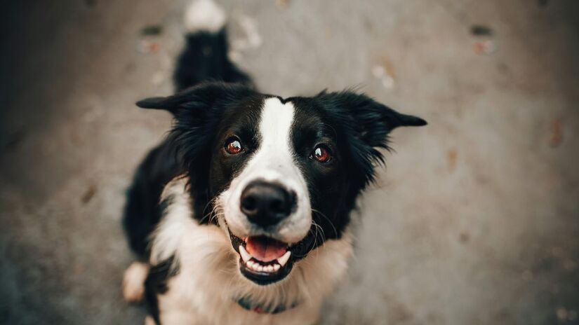 Nova tecnologia desenvolvida na Irlanda promete detectar convulsões em tutores por meio de sinais comportamentais dos cães/Pexels