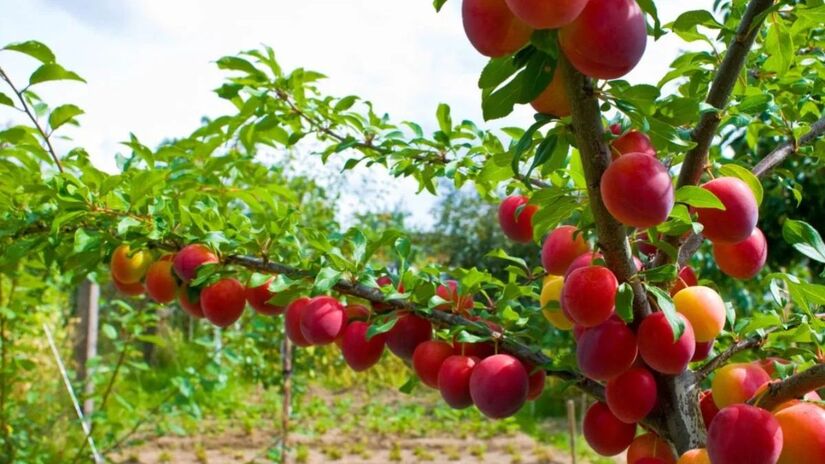 Existem variedades de ameixa amarela, vermelha e roxa, cada uma com sabor e textura específicos/Unsplash