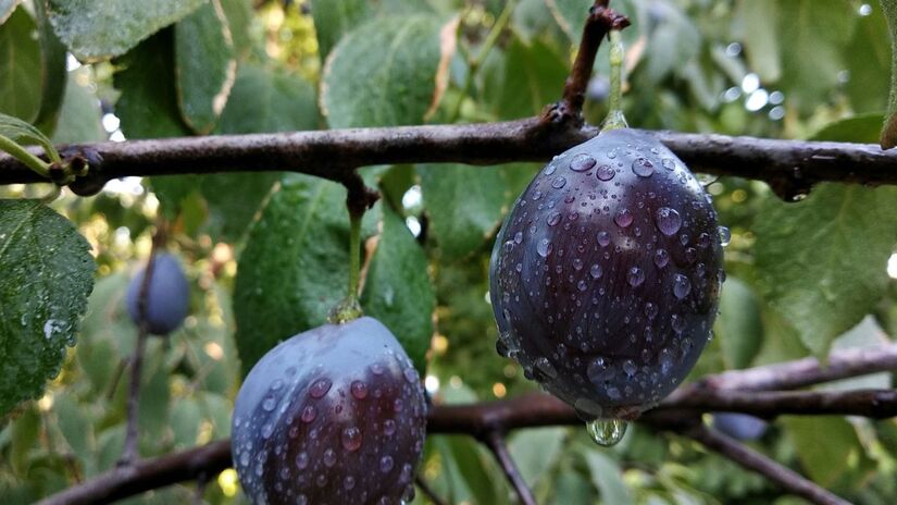 A ameixa é rica em fibras e antioxidantes, conhecida por ajudar no funcionamento do intestino/Unsplash