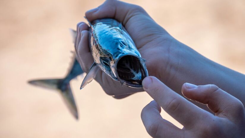 A cavala é rica em ômega-3, nutriente associado à saúde do coração e à redução de processos inflamatórios/Pexels