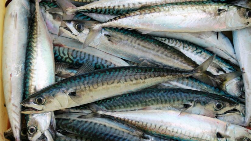 Seu sabor é mais intenso que o de peixes brancos, o que a torna ideal para marinadas com limão, ervas e azeite/Pexels