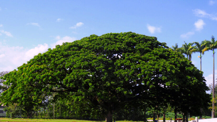 Divulgação/Prefeitura de São José dos Campos