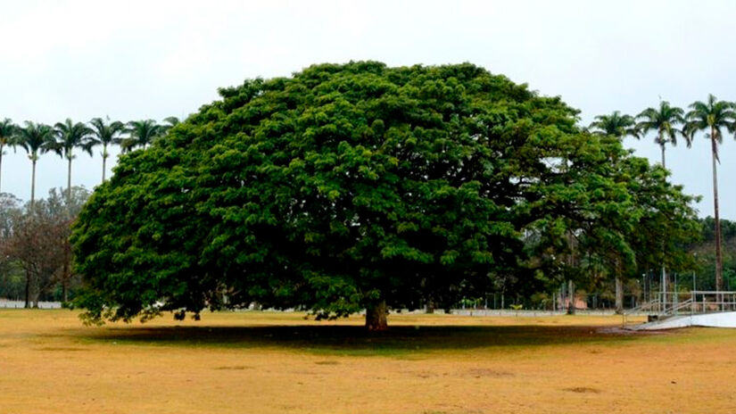 Divulgação/Prefeitura de São José dos Campos