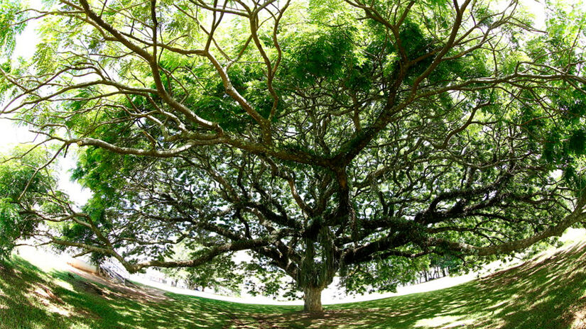 Divulgação/Prefeitura de São José dos Campos