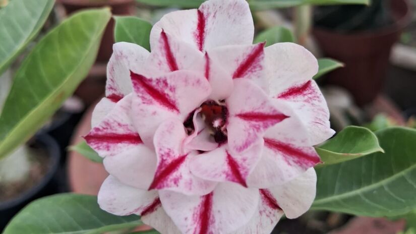 Várias flores estão entre as mais procuradas / Nayara Martins/DL