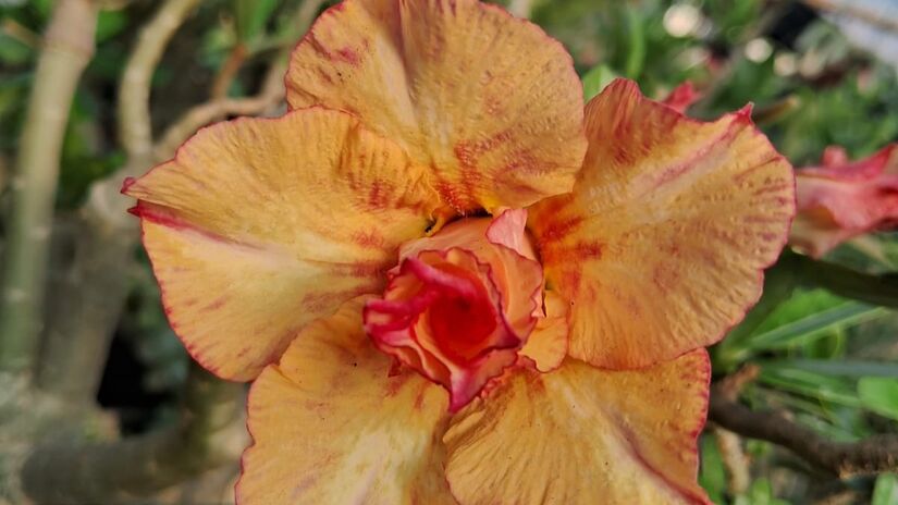 Outras tantas são as queridinhas dos clientes pela variedade e fácil cuidado / Nayara Martins/DL