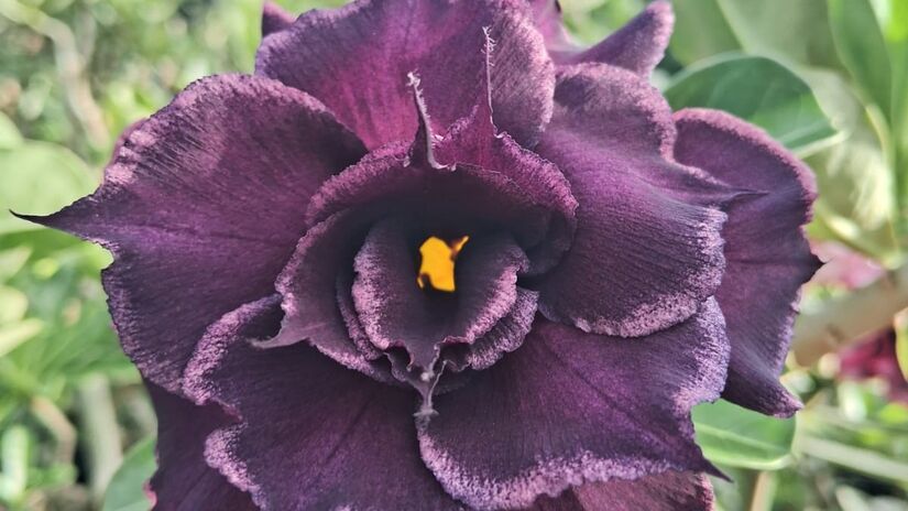 Rodrigo também oferece serviço de jardinagem / Nayara Martins/DL
