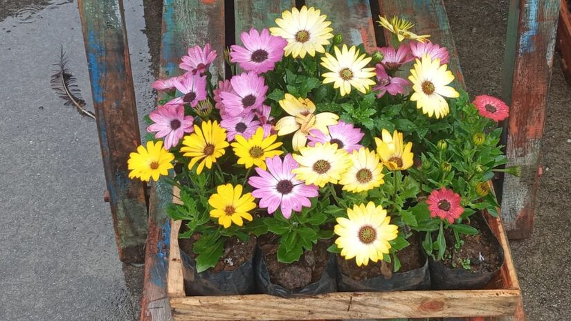 O produtor participa da Feira do Produtor aos sábados e no Gaivota aos domingos / Nayara Martins/DL