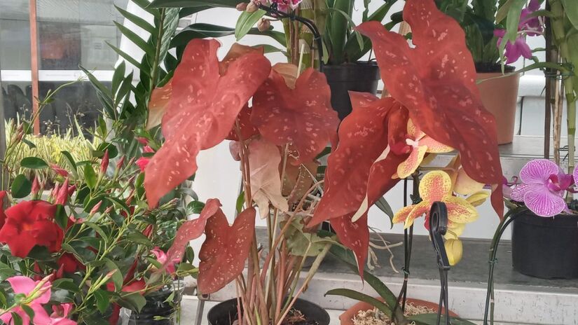 A divulgação é feita nas redes sociais e pelo boca a boca entre os clientes / Nayara Martins/DL
