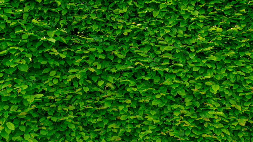 Segundo os cientistas que a desenvolveram, a planta foi geneticamente modificada para que consiga capturar e reciclar os poluentes (AS Photography/Pexels/Imagem meramente ilustrativa)